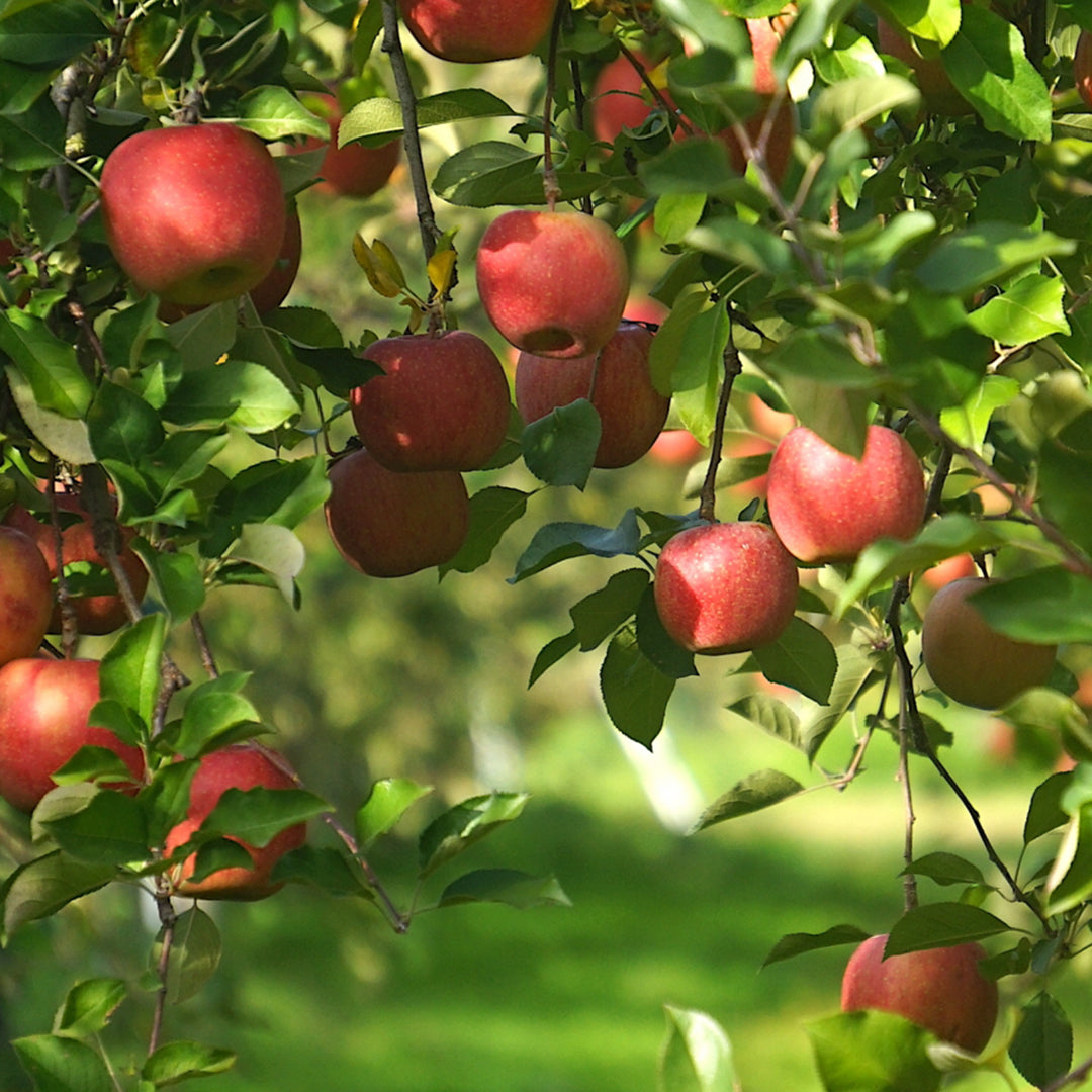 果逢プレミアム サンふじリンゴ 3kg