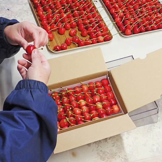 果逢プレミアム さくらんぼ チョコ箱  母の日ギフト