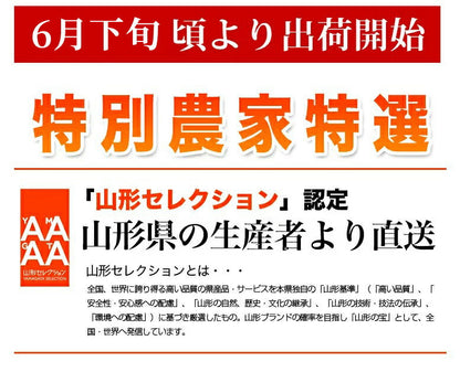 【2023年6月下旬発送 先行早割】 特選 山形県産 さくらんぼ佐藤錦 特秀 2Ｌ玉 300g 桐箱入 多田農園のさくらんぼ <br>大粒 山形県産 産地直送 化粧箱入 お中元 プレゼント 手詰め 厳選 特秀 送料無料 果物 フルーツギフト