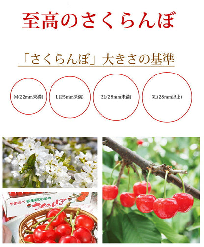 【2023年6月下旬発送 先行早割】 特選 山形県産 さくらんぼ佐藤錦 特秀 2Ｌ玉 500g 桐箱入 多田農園のさくらんぼ <br>大粒 山形県産 産地直送 化粧箱入 お中元 プレゼント 手詰め 厳選 特秀 送料無料 果物 フルーツギフト